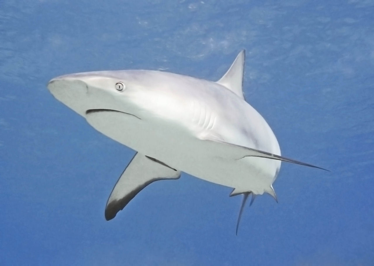 Carcharhinus perezi (Squalo del reef caraibico)